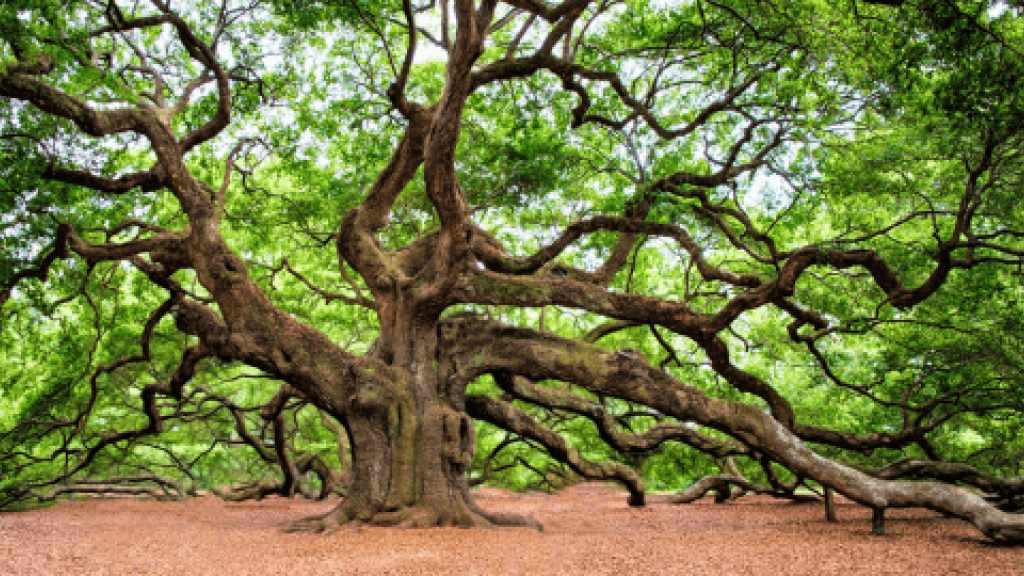 Transformationskampagne Baum