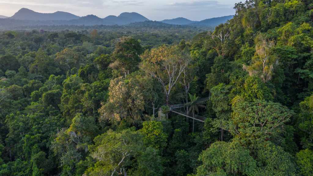 Regenwald in Guyana – Tom Vierus