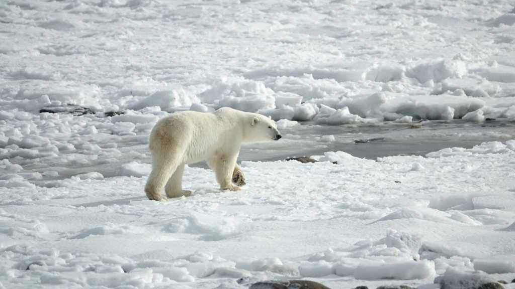 Eisbär in der Arktis