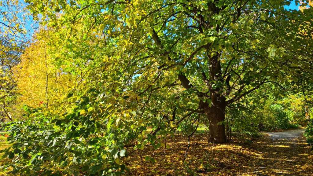 Grünes Wachstum: urgewald sucht eine*n Grant Writer