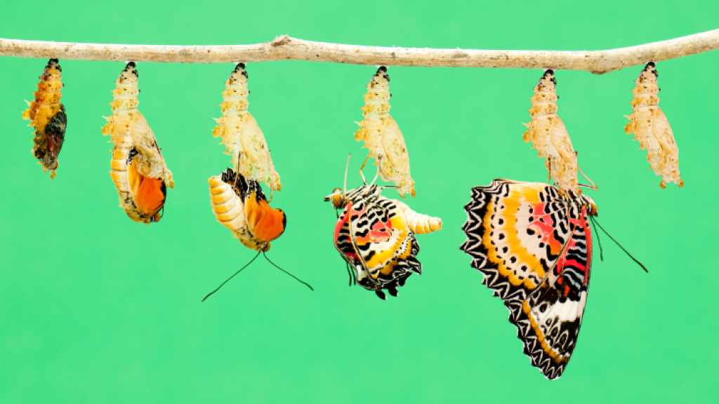 Metamorphose eines Schmetterlings