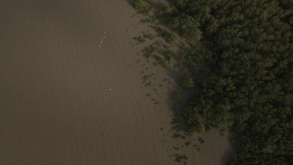 Küste Guyanas mit Mangroven