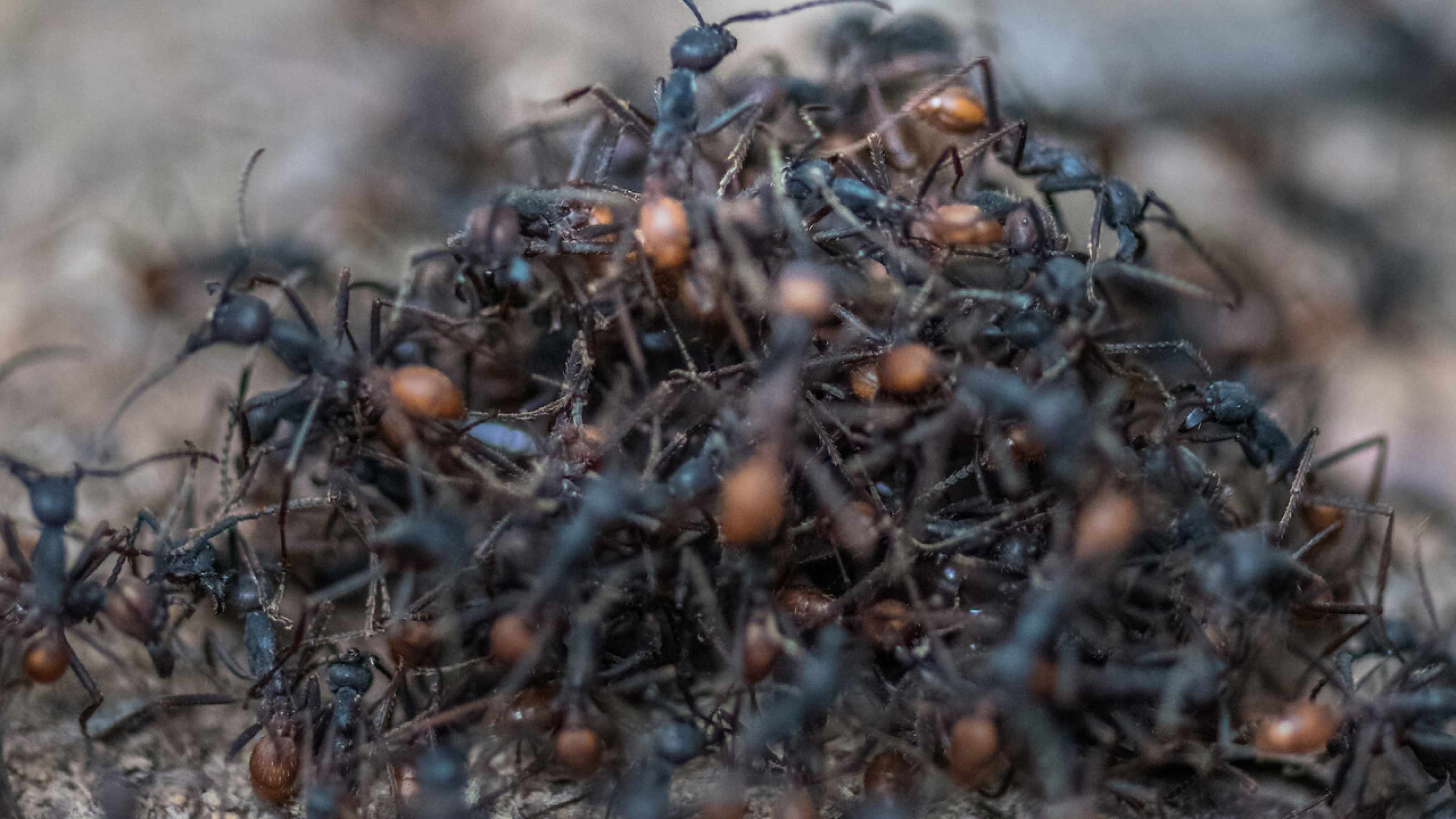 Ants