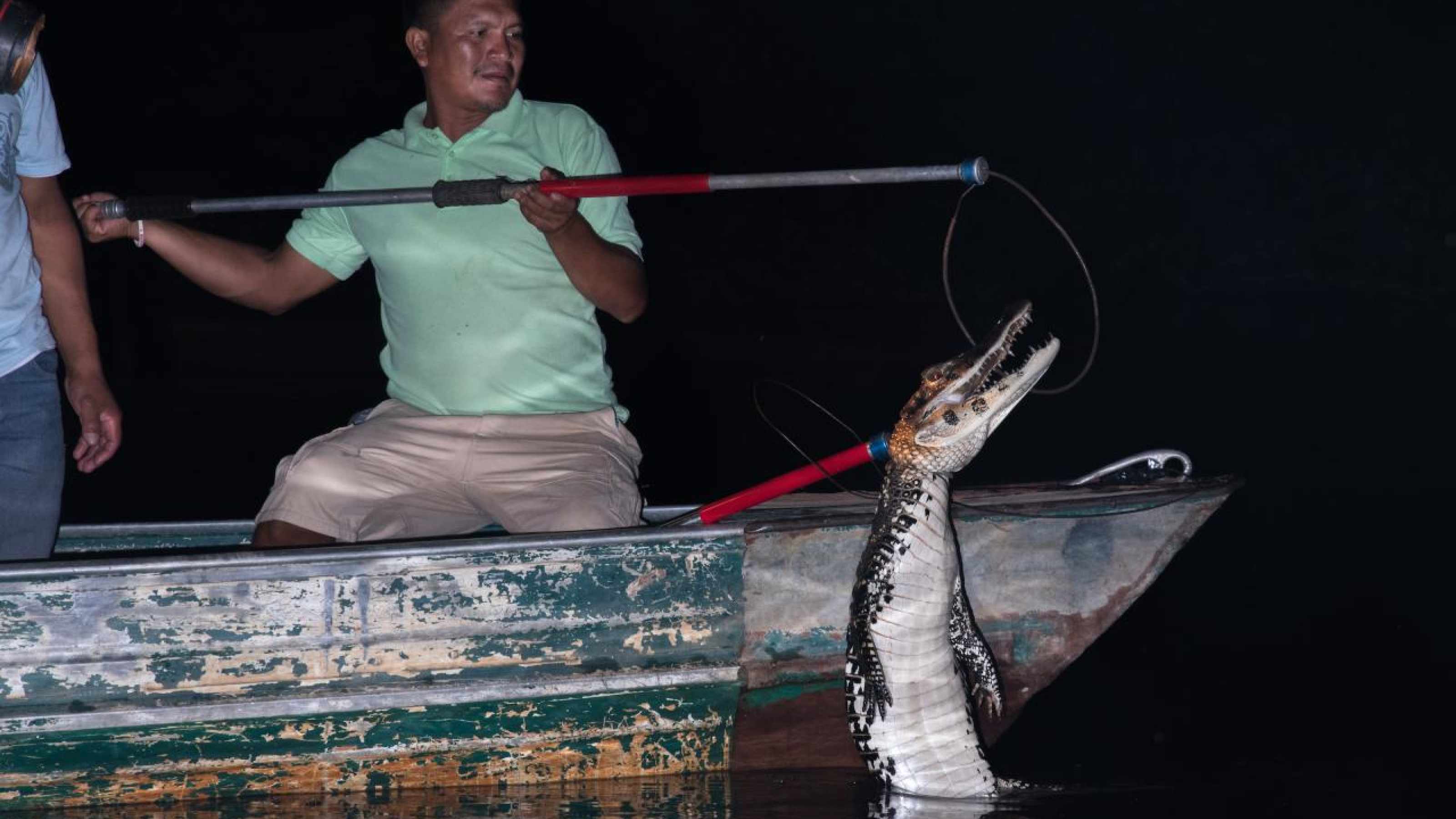 A man catches a caiman