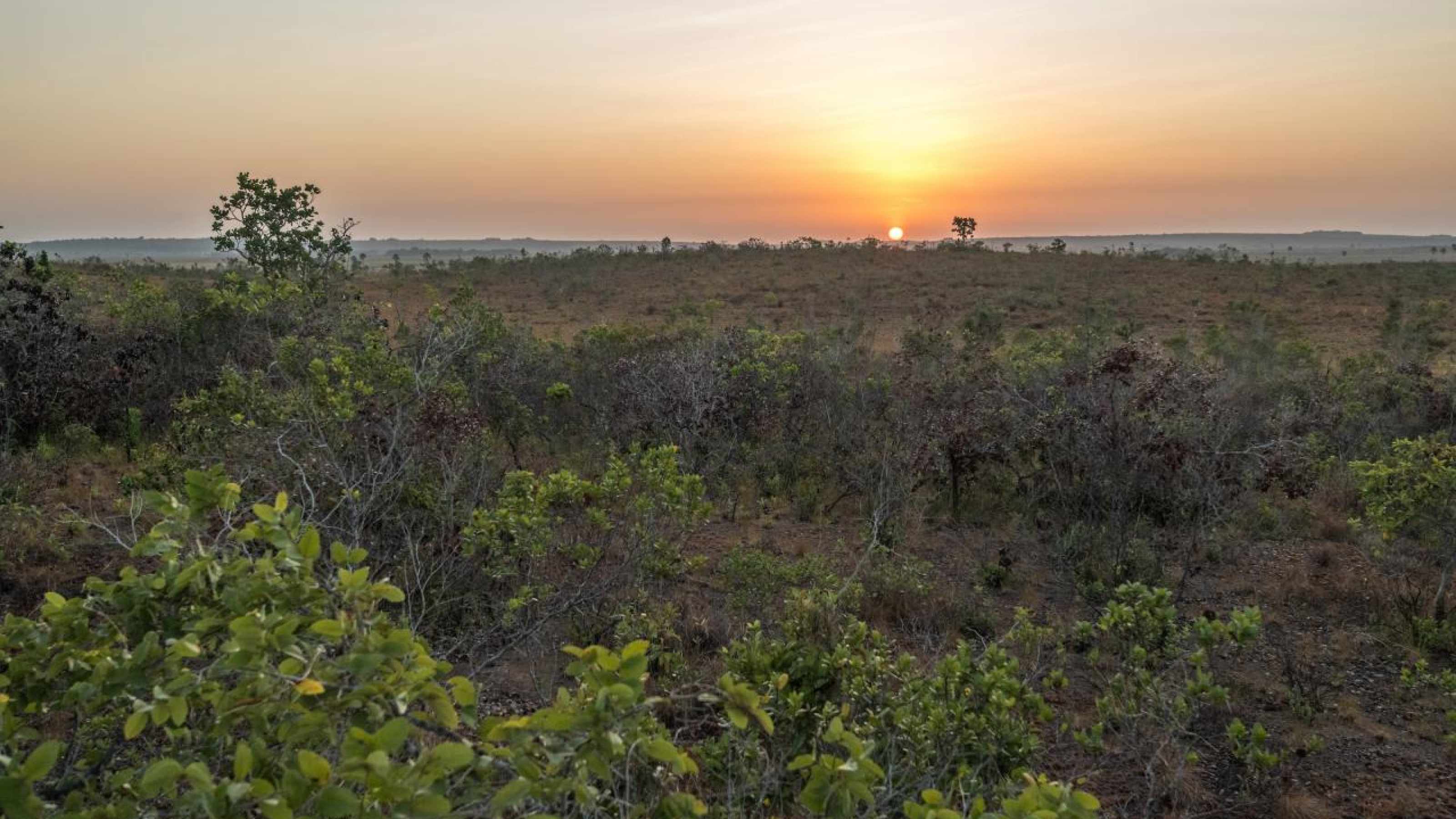 Sonnenaufgang in der Savanne