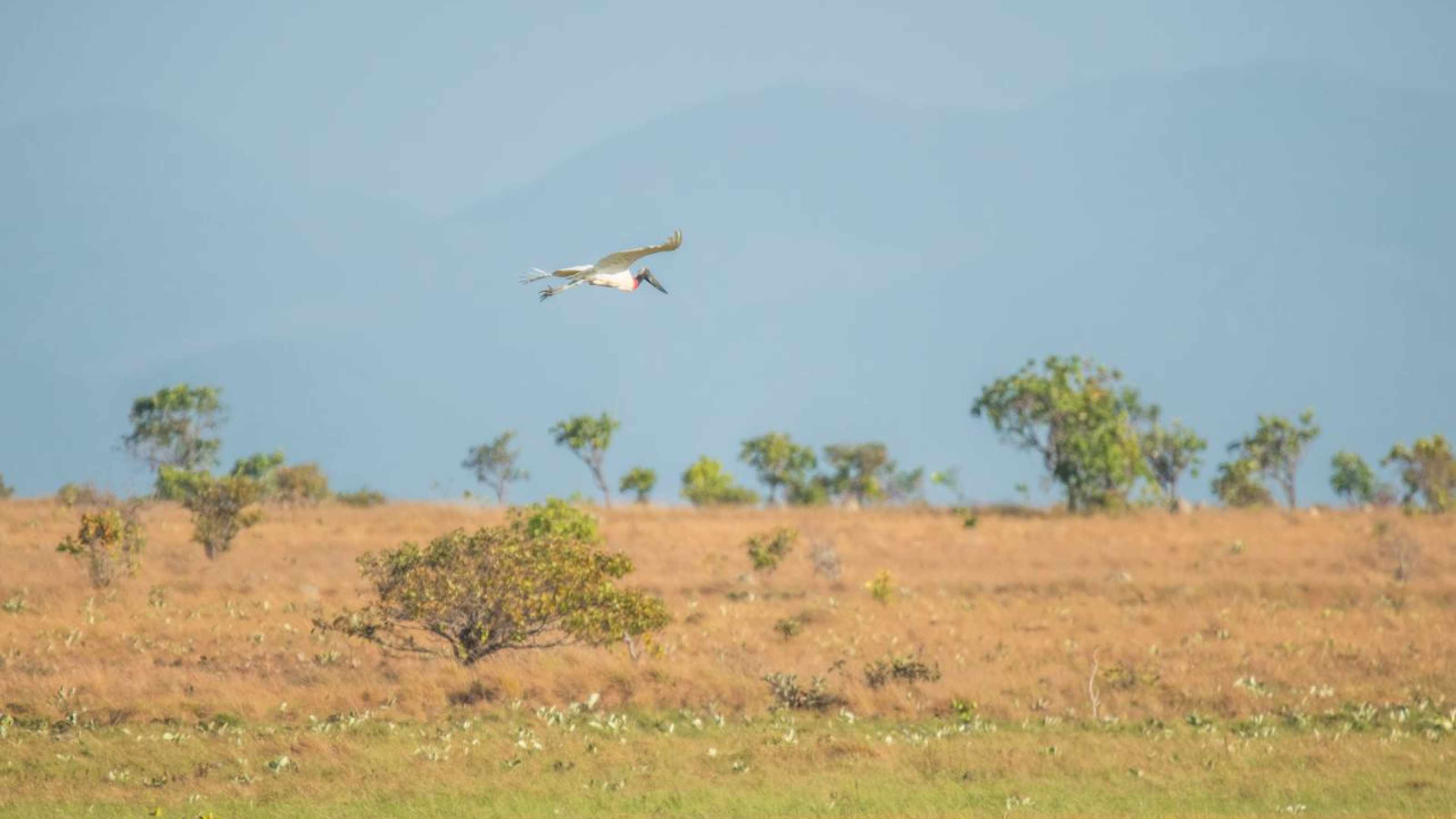 Jabiru Storch