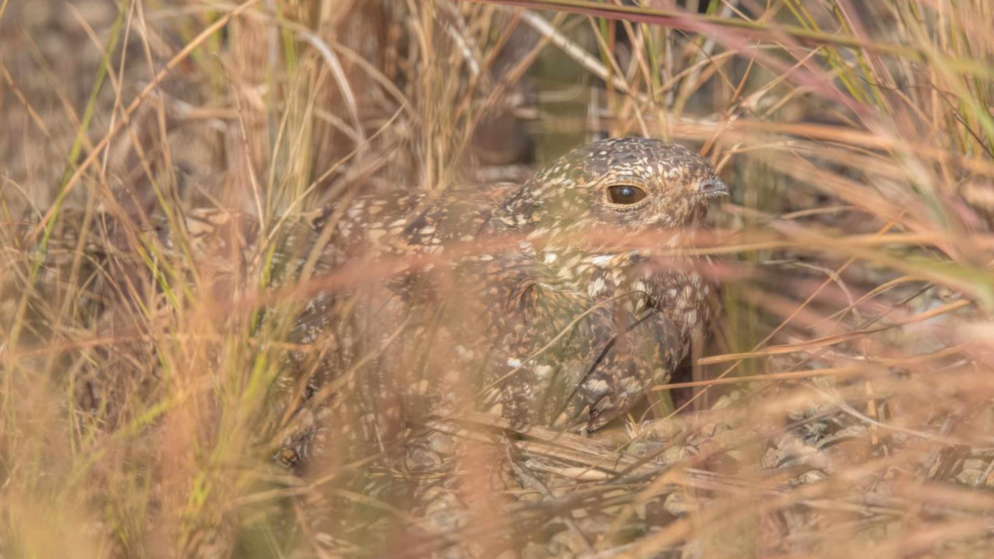 Eine Nachtschwalbe im Gras