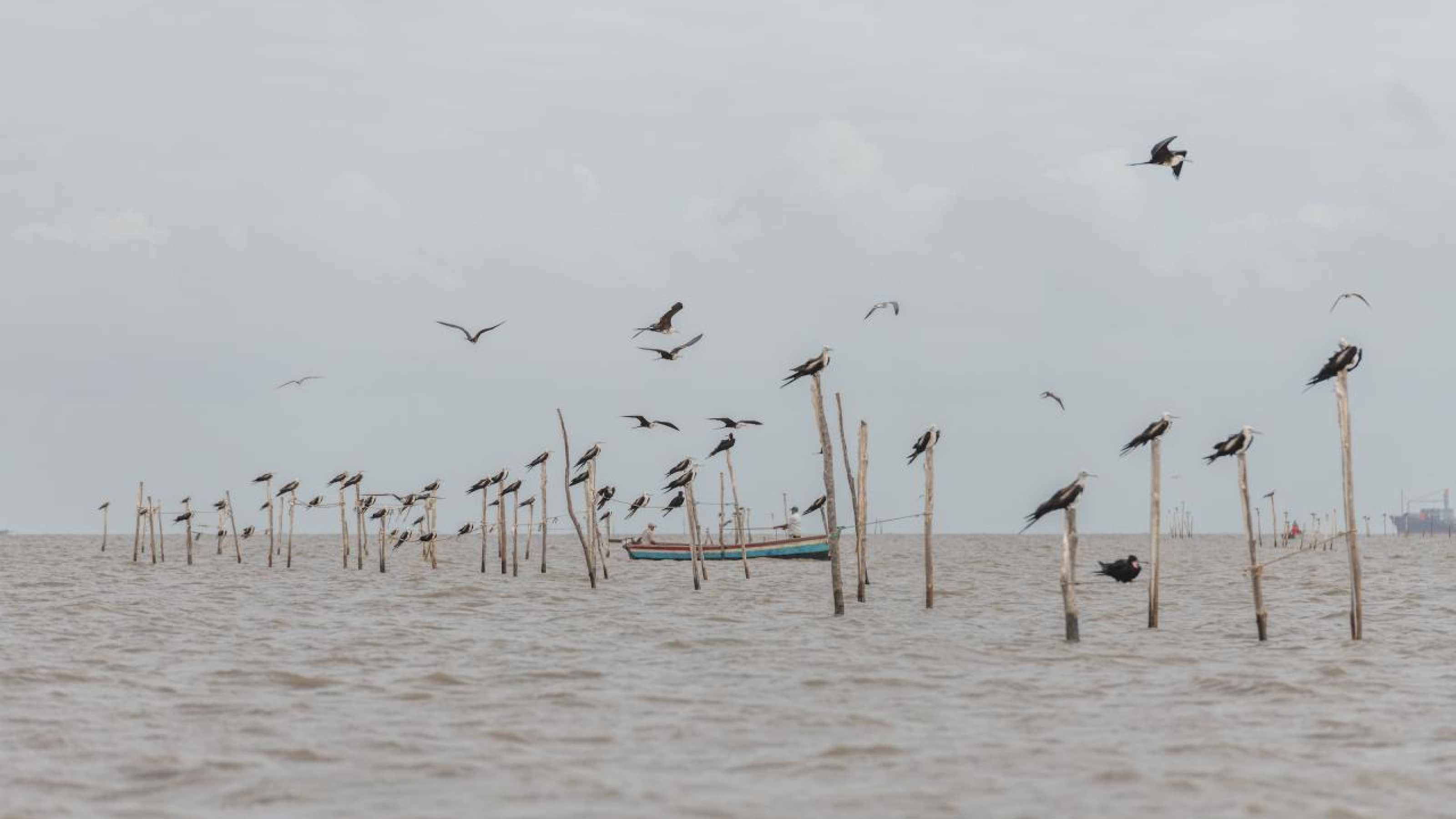 Birds