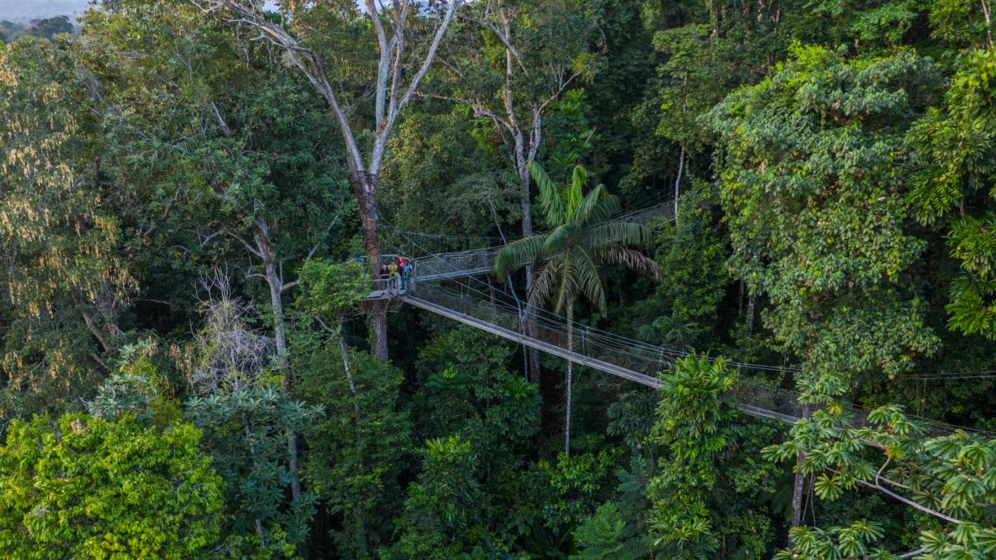 Canopy Walk Iwokrama