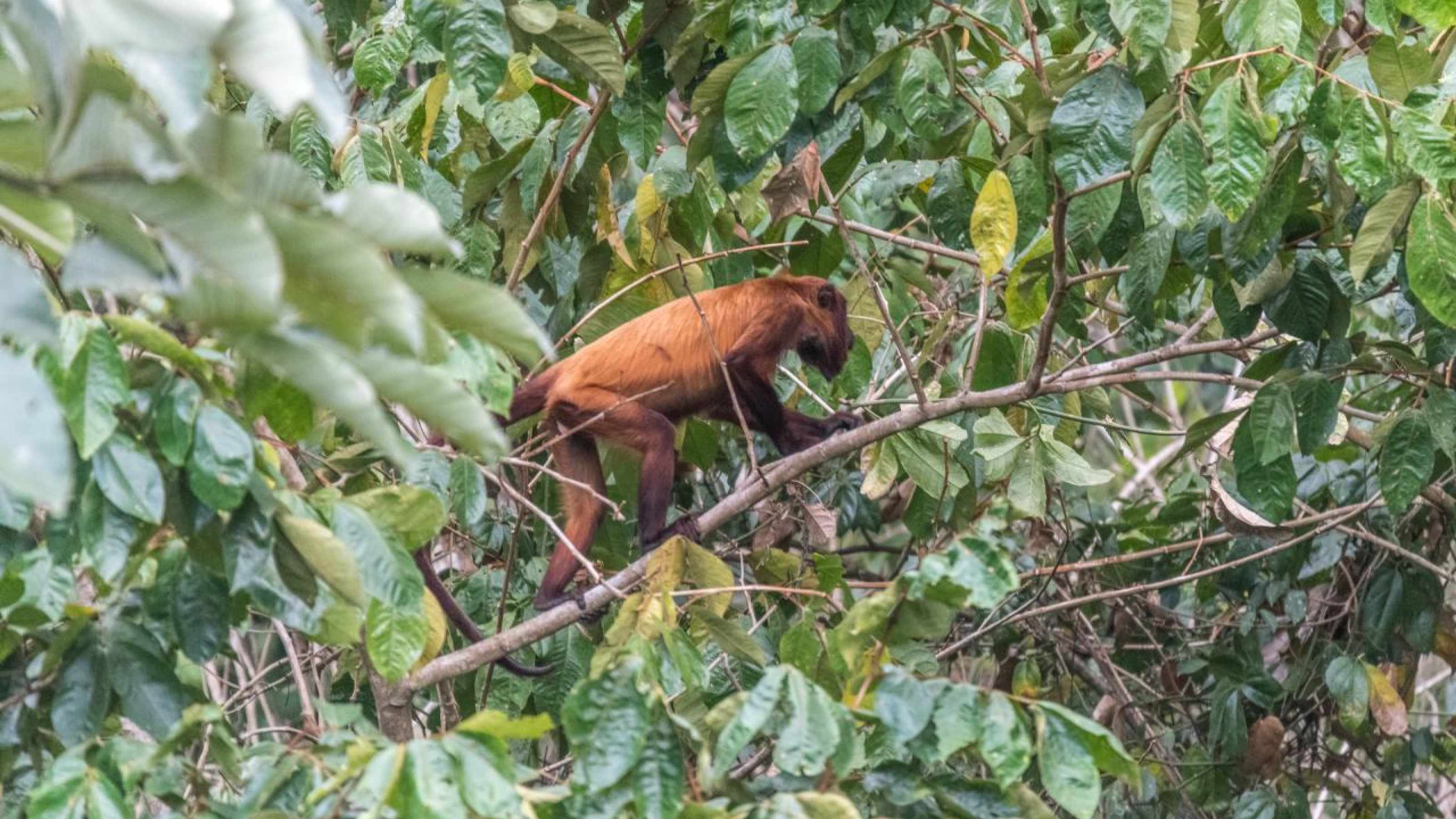Howler Monkey