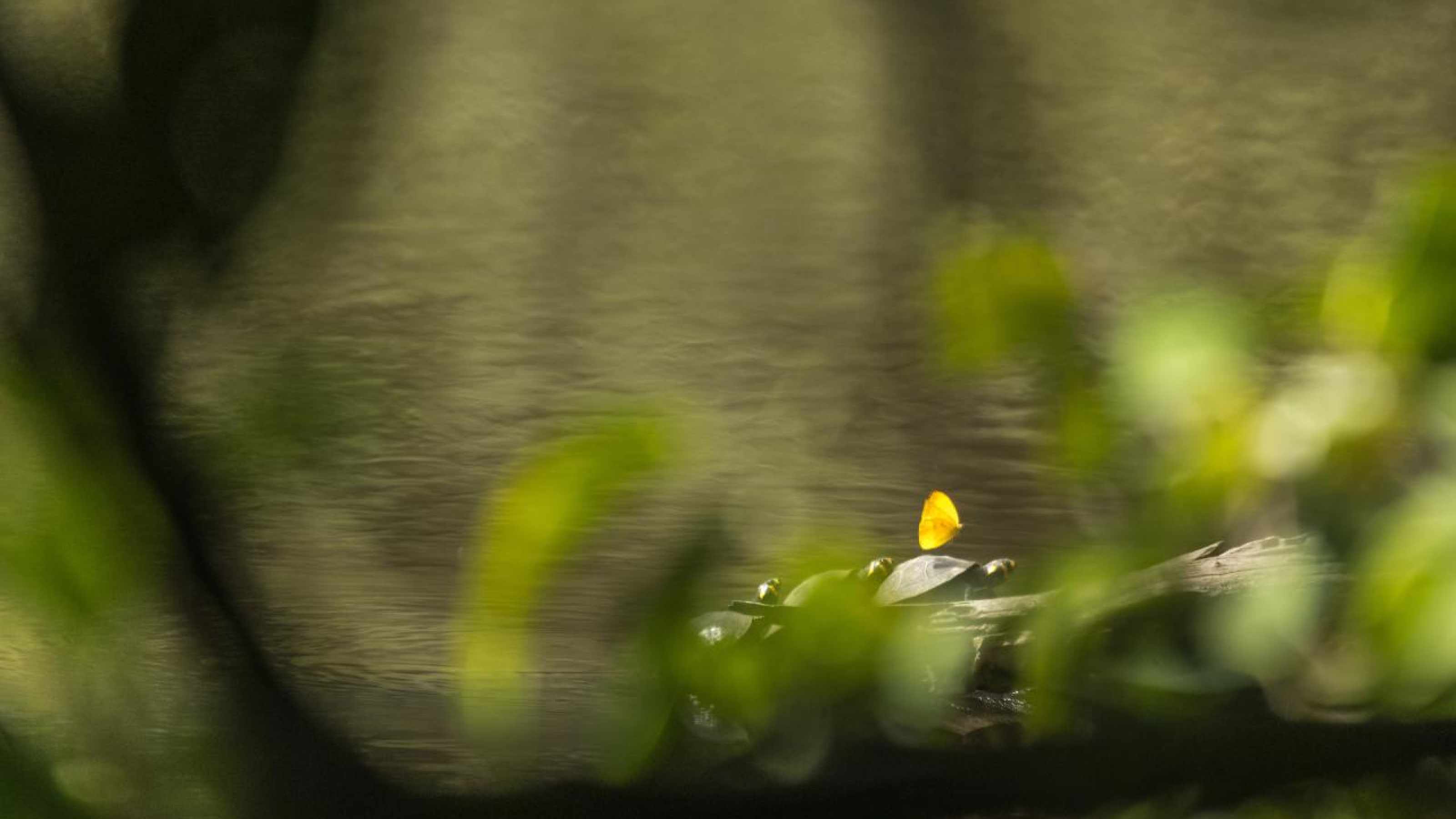 Turtles with butterfly