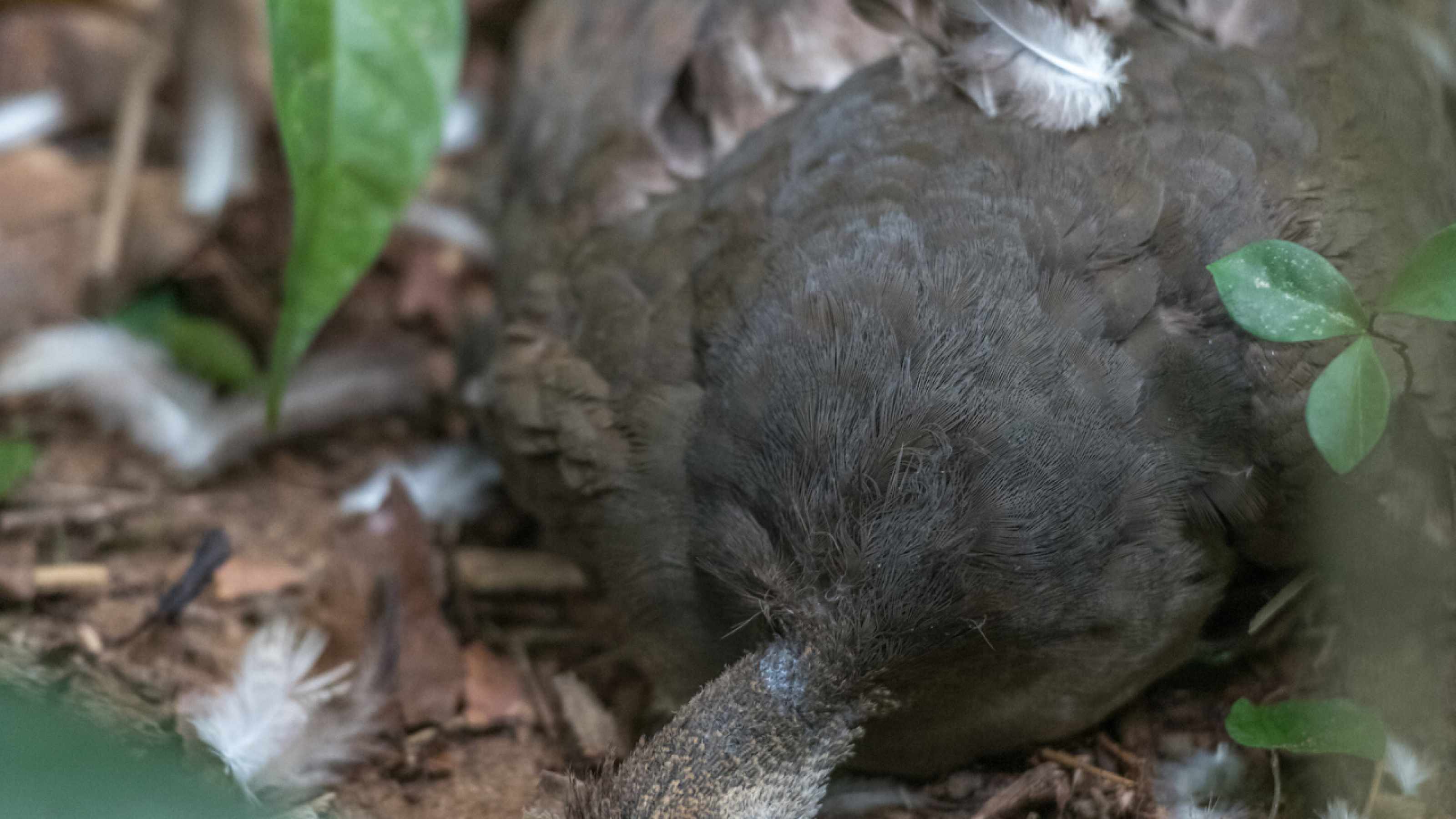 A grey tinamou killed by a bird of prey.