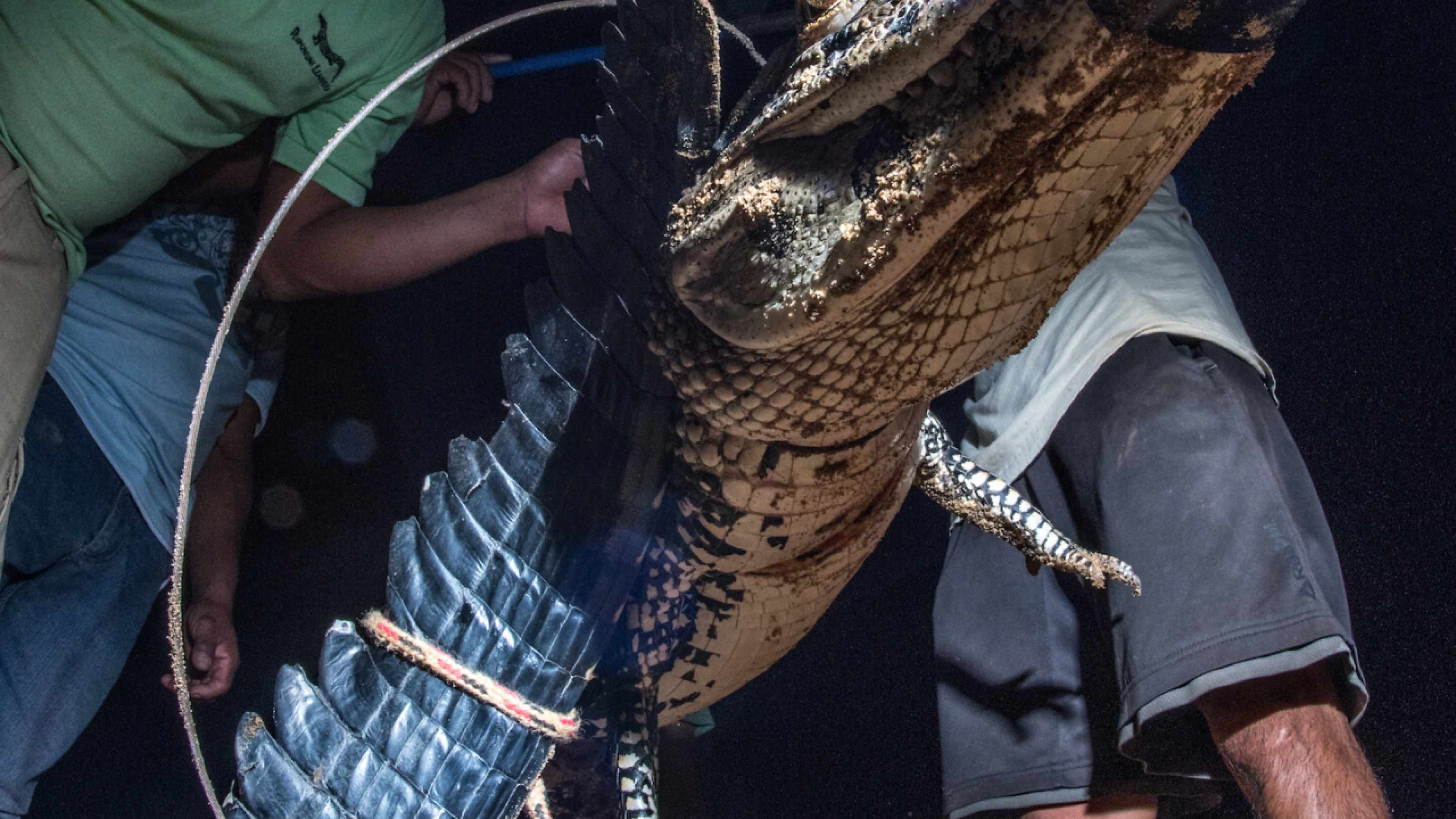 Caiman gets weighed