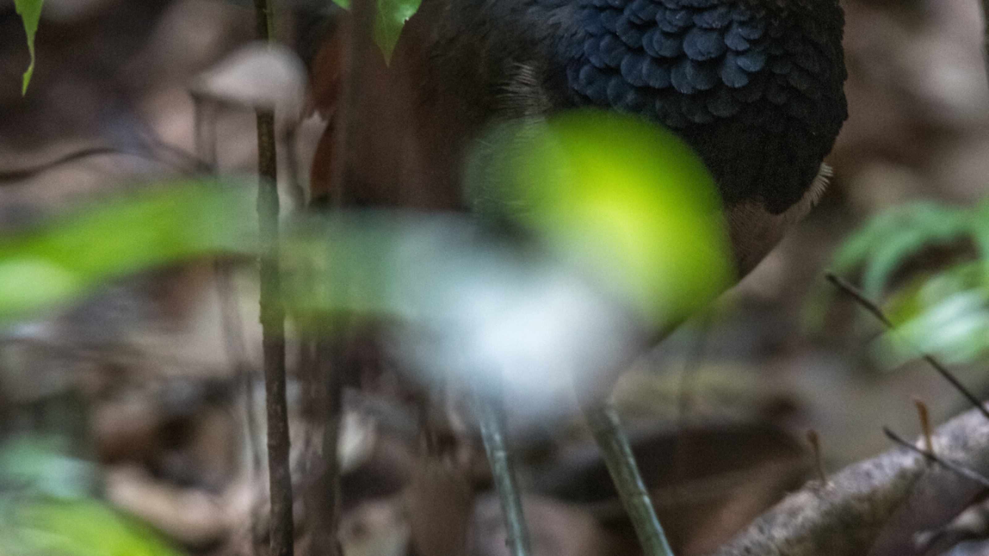 Rufous-winged ground cuckoo