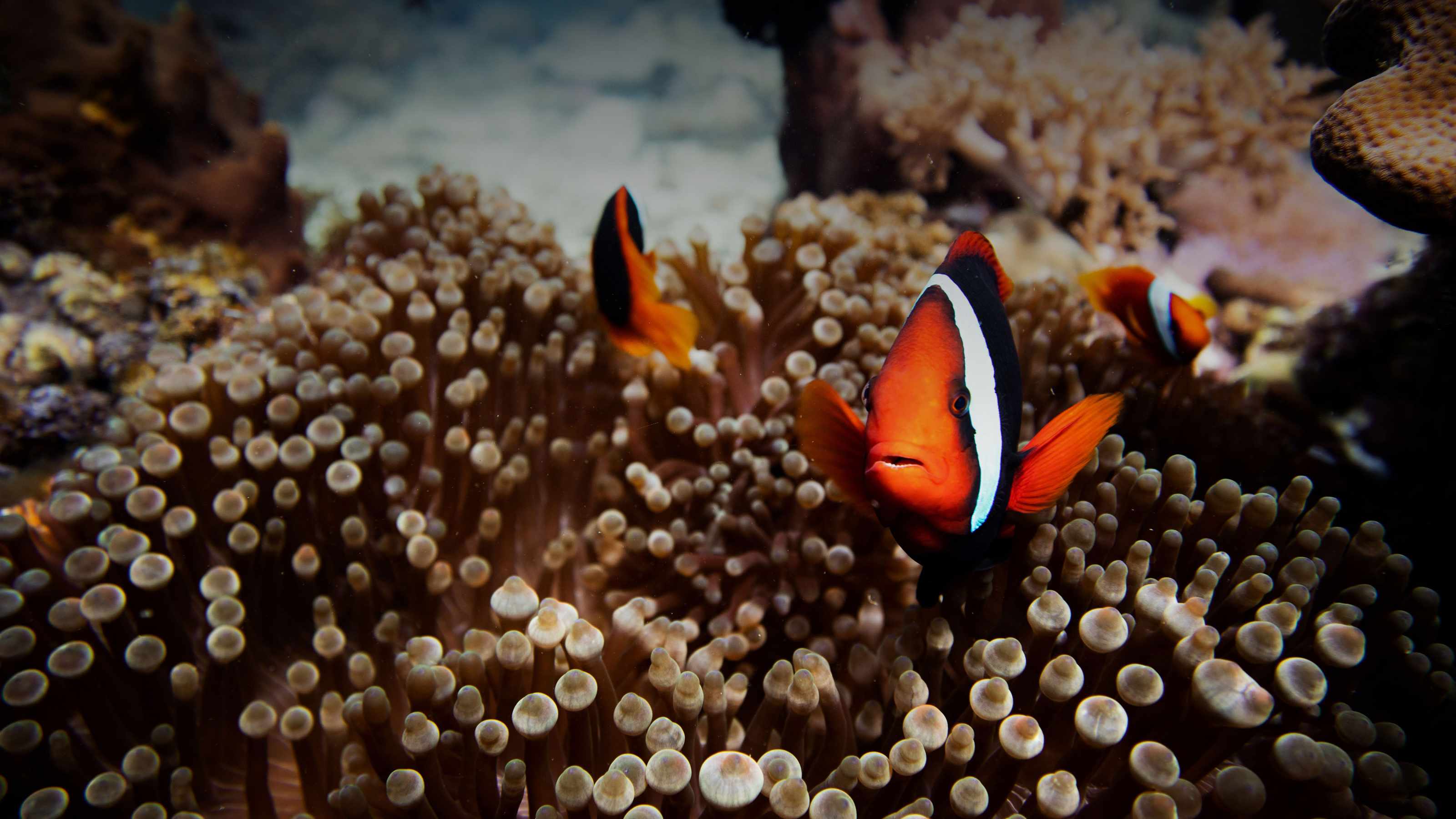 Unterwasser in der VIP