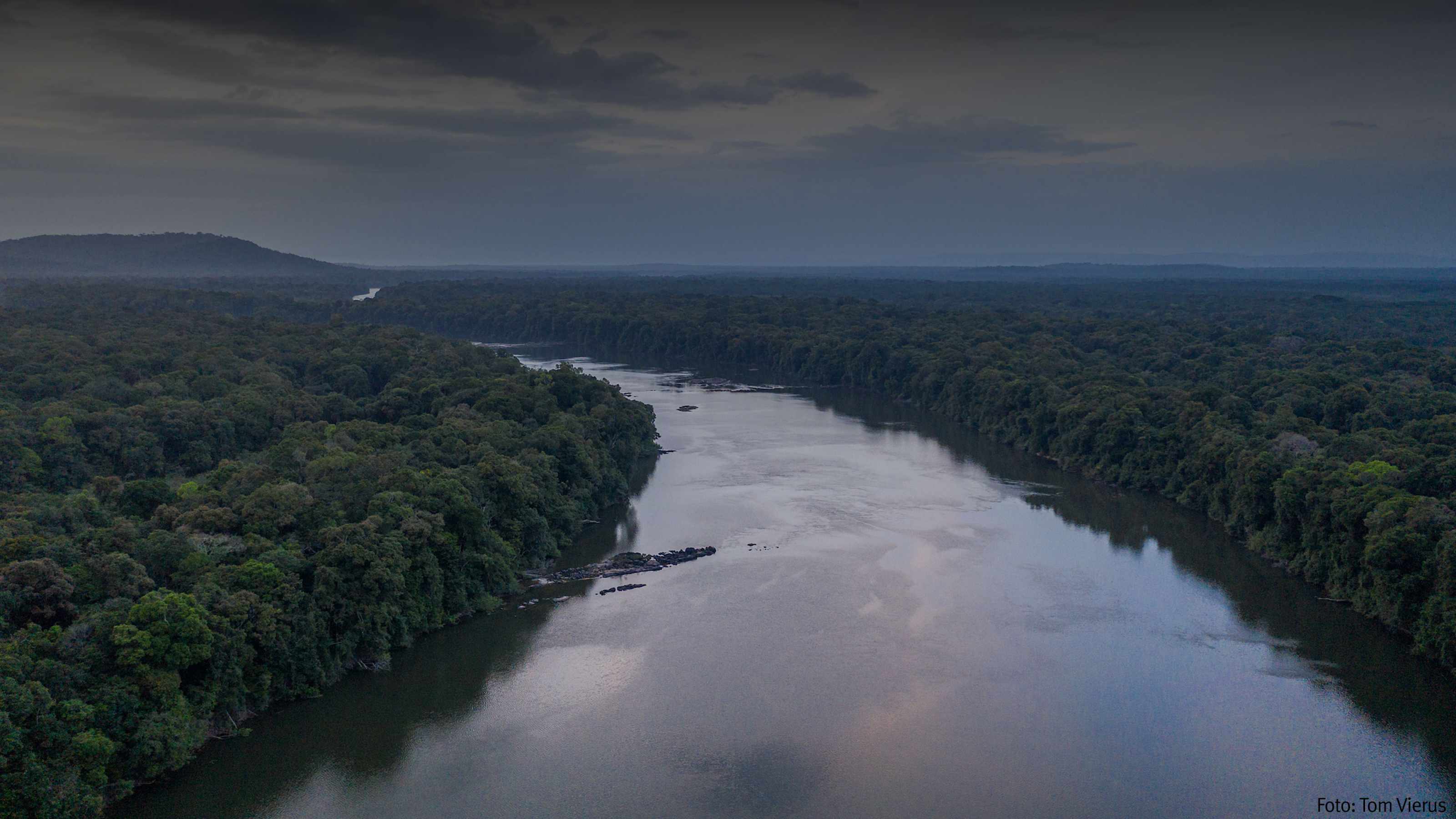 Regenwald in Guyana, Tom Vierus
