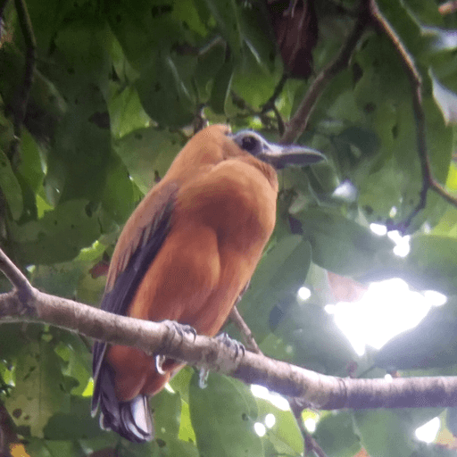 Kapuzinervogel