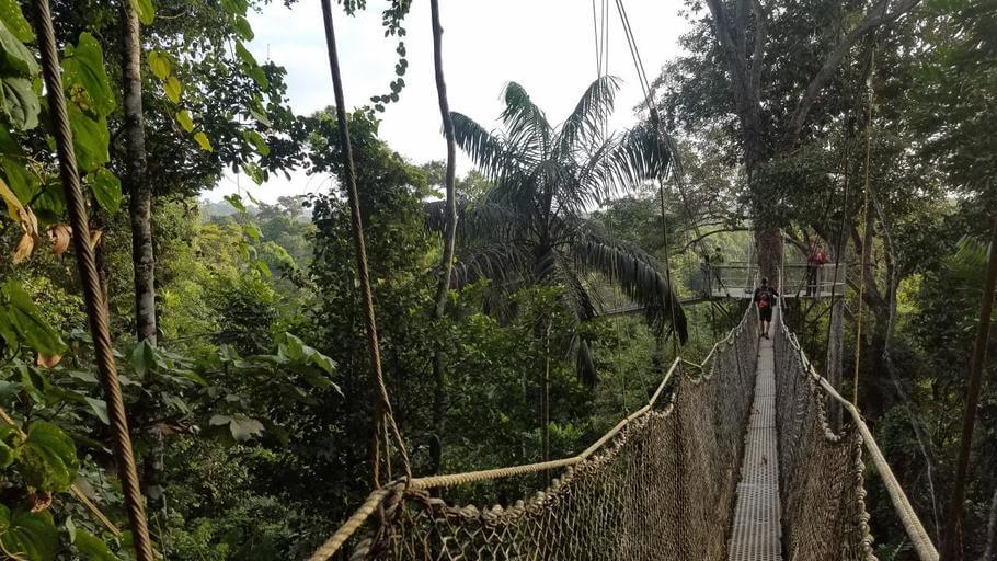 Canopy Walk Iwokrama