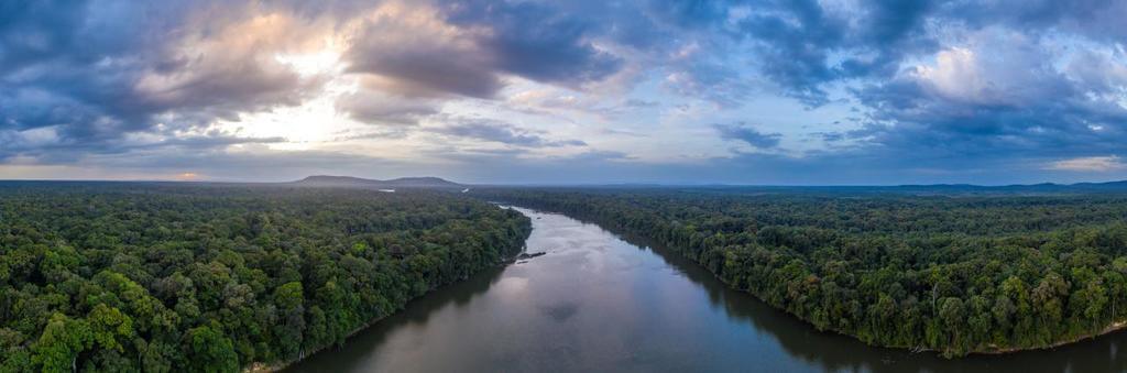 Aerial view Iwokrama rainforest and Essequibo