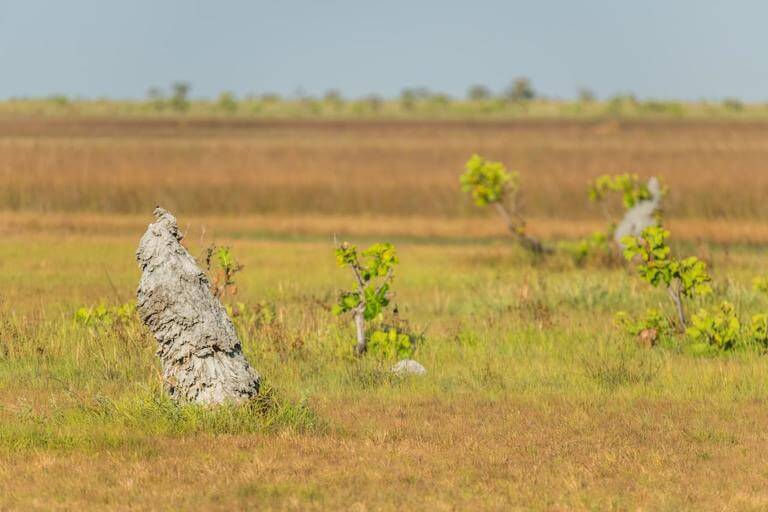 termite hills