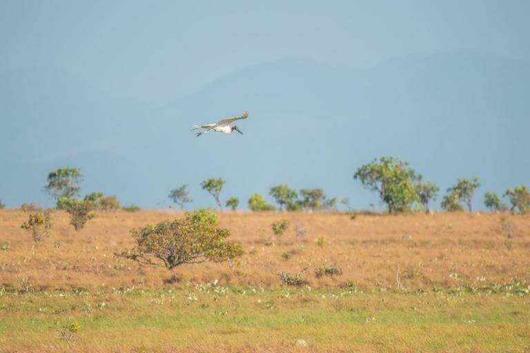 A jaribu stork flies over the savannah.