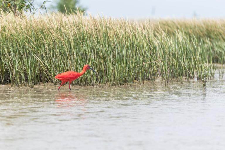 The coast is home to many different bird species.