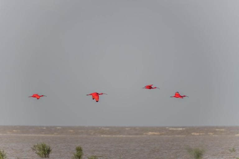 Scarlet ibises