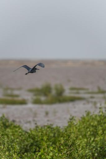 A black heron