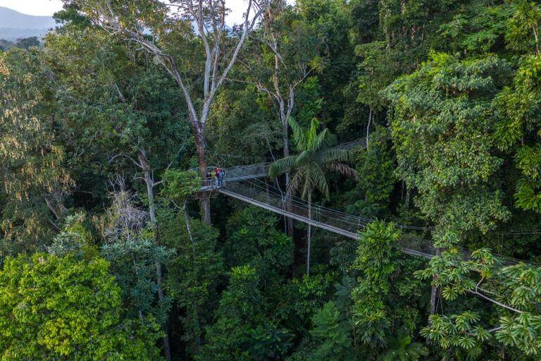 Canopy Walk Iwokrama