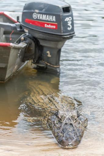 Black Caiman