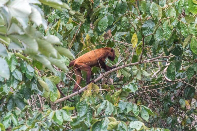 Howler Monkey