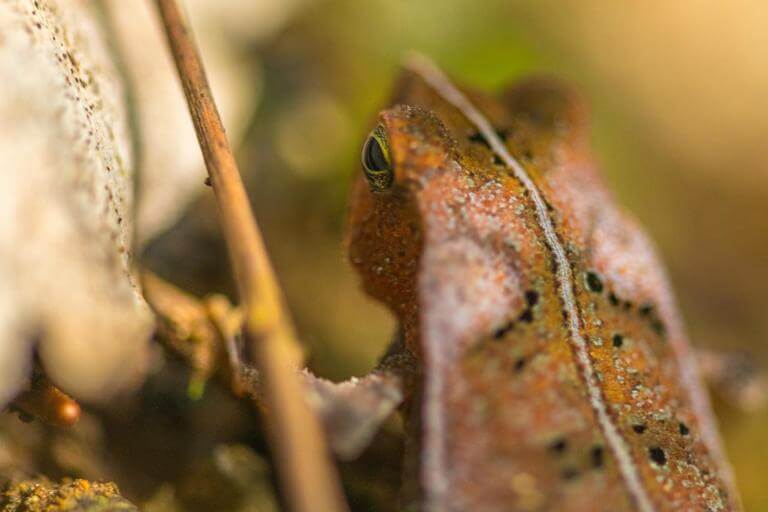 Leaf Frog