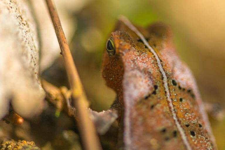 Leaf Frog