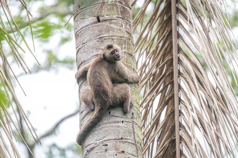 Monkey on tree