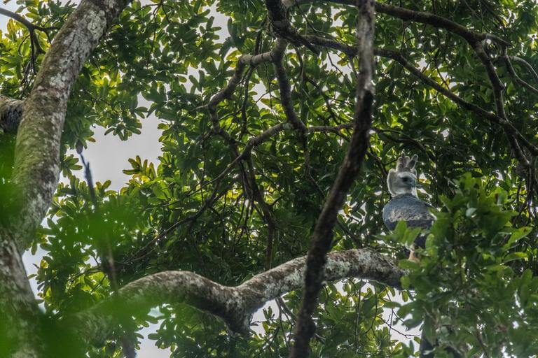 Harpy Eagle