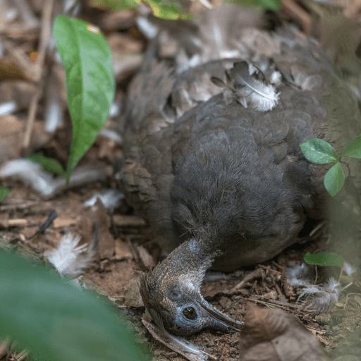 A grey tinamou killed by a bird of prey.