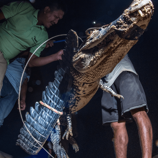 Caiman gets weighed