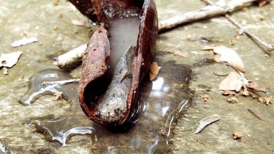 A catfish dug out of the mud reawakens after a bath of water.