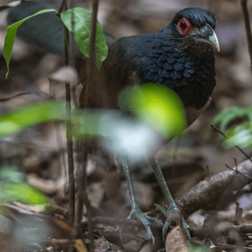 Ground Cuckoo