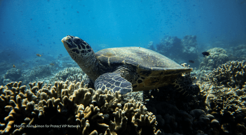 Meeresschildkröte in der Verde Island Passage