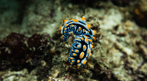 Unterwasserwelt in der Verde Island Passage