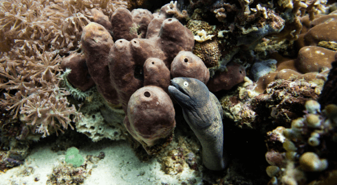 Tierwelt in der Verde Island Passage