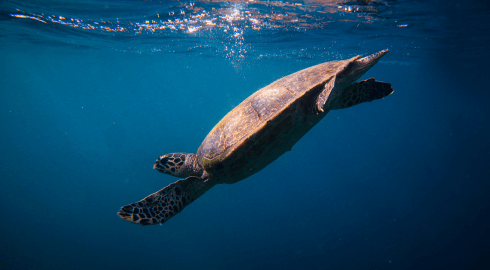Meeresschildkröte auf den Philippinen