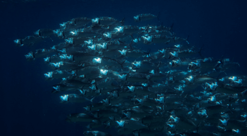 Fischschwarm in der Verde Island Passage