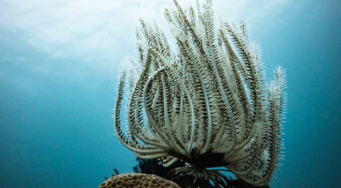 Unterwasserwelt in der Verde Island Passage