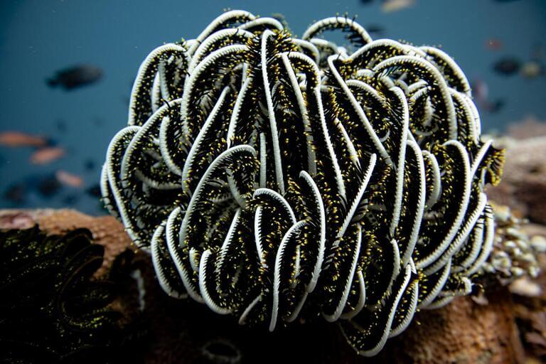 Beautiful underwater world 