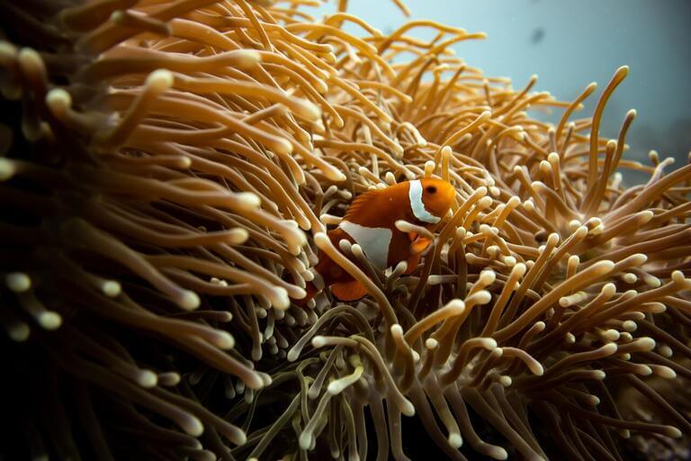 Verde Island Passage Biodiversity
