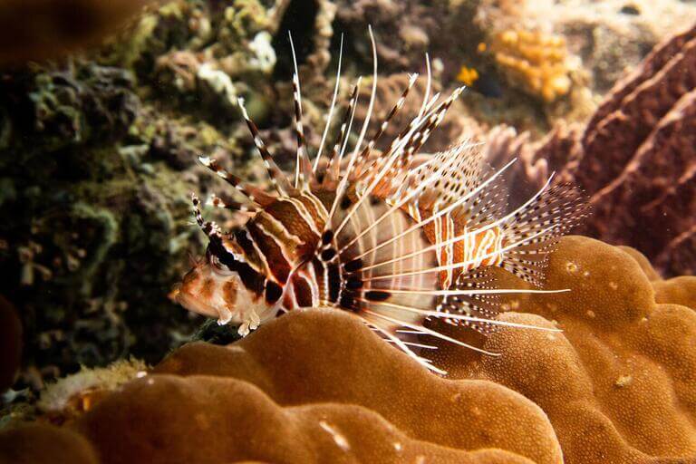 Fish in the Verde Island Passage
