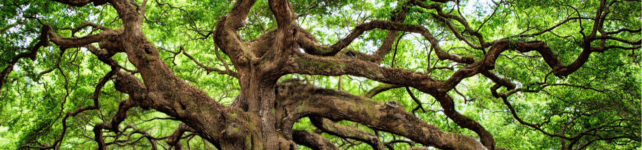 urgewald Stiftung Baum