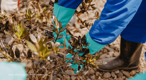 Ölverschmierte Vegetation auf den Philippinen